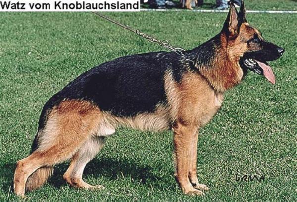 Watz vom Knoblauchsland | German Shepherd Dog 