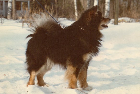 Peski Lappi | Finnish Lapphund 