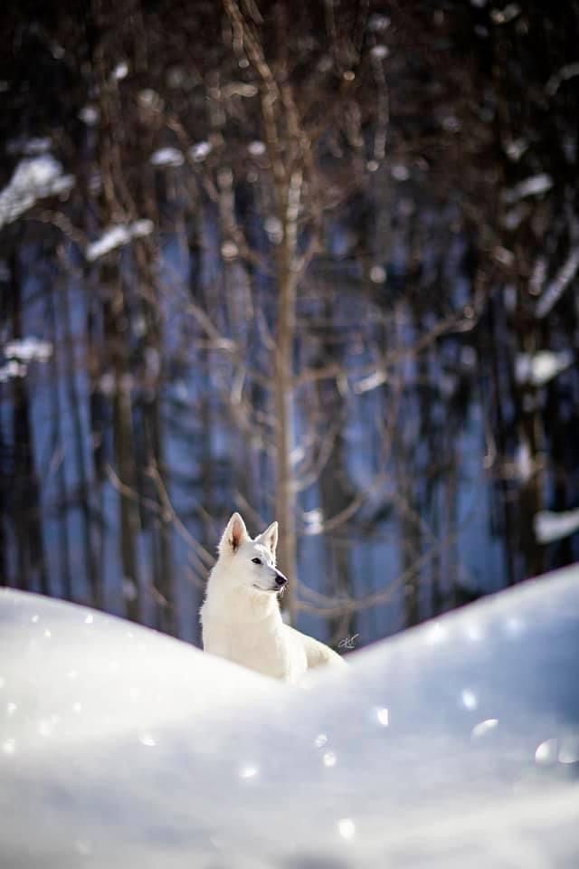 Covenant Tauriel | White Swiss Shepherd Dog 