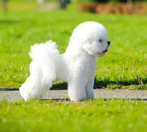 Frizzled Life Jagger | Bichon Frise 