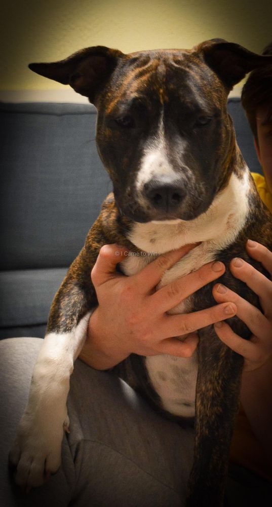 Brindle Jet I Came to Win | American Staffordshire Terrier 