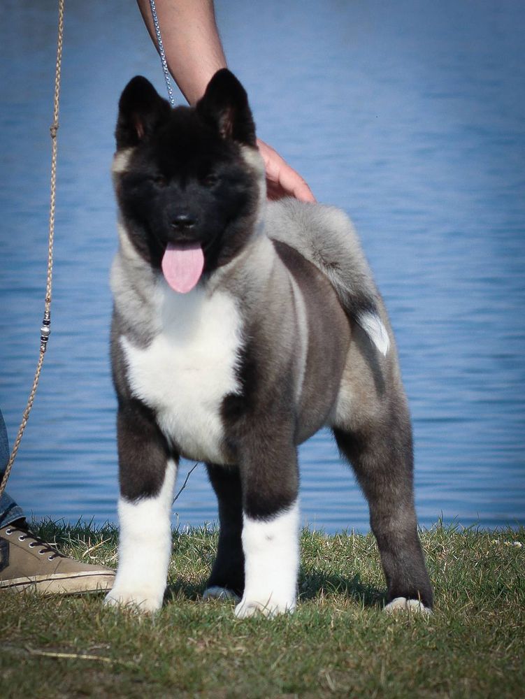 LUJOAN TIARA OF DIAMONDS | Akita 