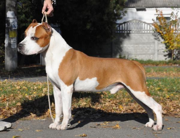 Olmar God Of War | American Staffordshire Terrier 