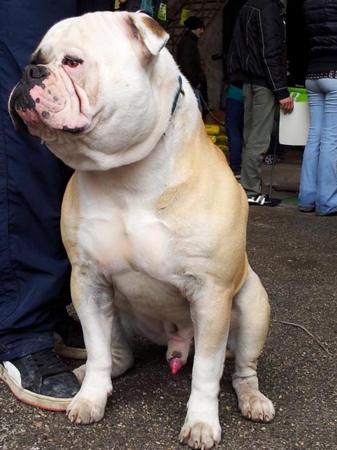 LBK's DEVIL of Massimo | American Bulldog 