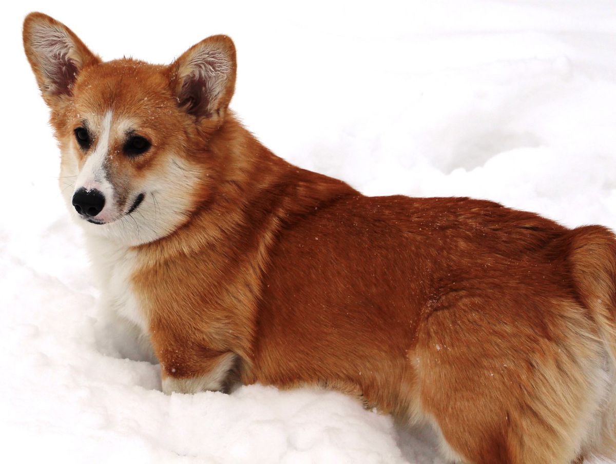 MISTYCOR SHADOW OF THE MOON (n/b) | Pembroke Welsh Corgi 