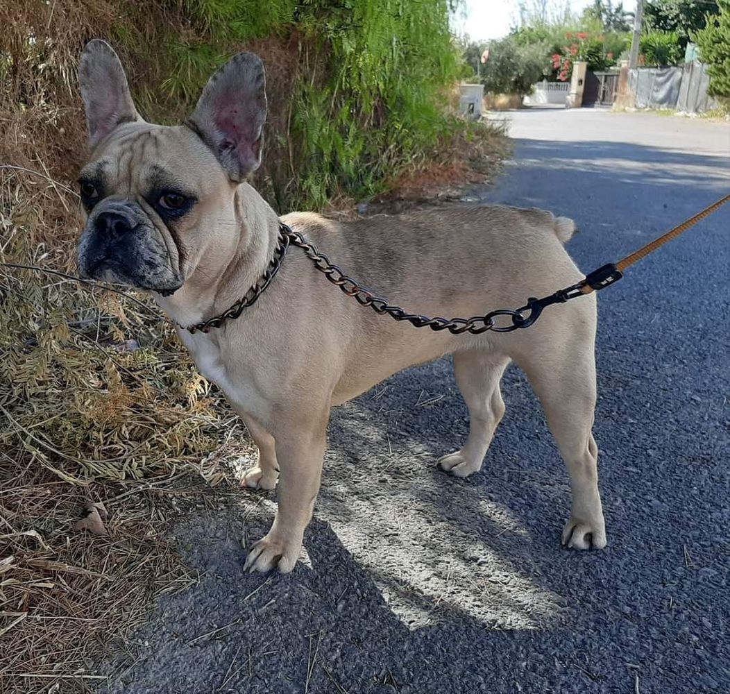 Wilma von der Asenburg | French Bulldog 