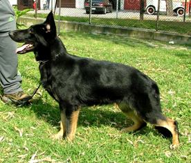 I - Onix von Raywelt | German Shepherd Dog 