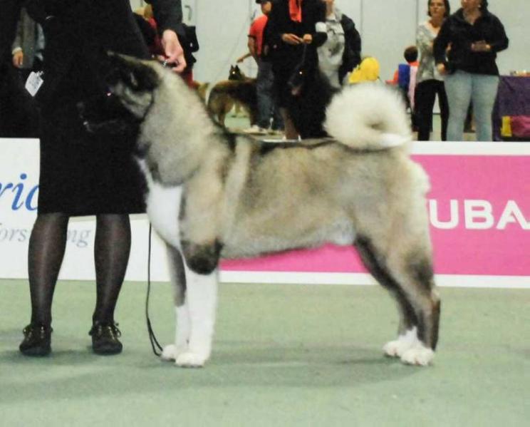 Vivalottara  jasper arch-Rival | Akita 