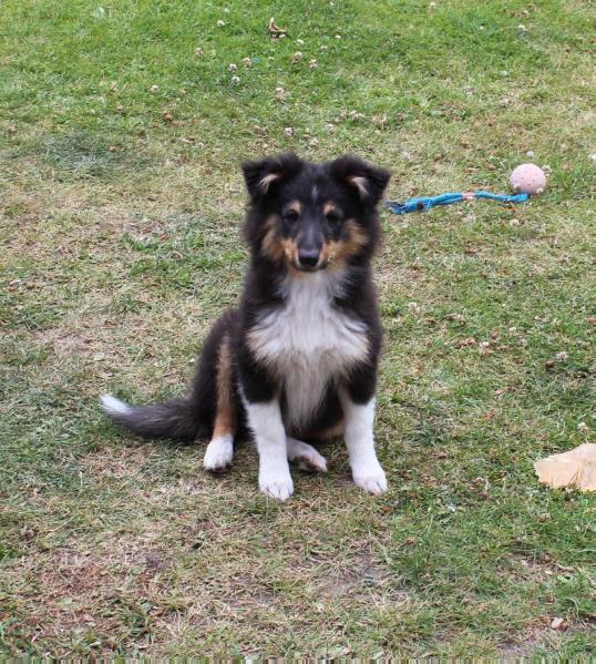 Harrikan Summer Lady | Shetland Sheepdog 