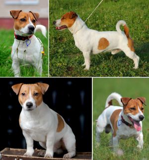 Gang-Staff Future King | Jack Russell Terrier 