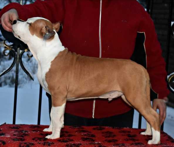 Severnaya Zhemchuzhina Vigrid | American Staffordshire Terrier 