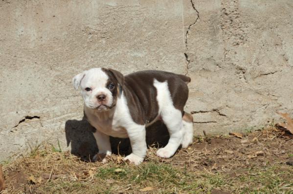 Pelto's Grizwald | Olde English Bulldogge 