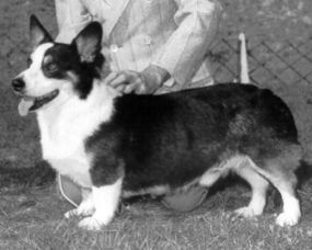 Domino's Beau Jester | Cardigan Welsh Corgi 