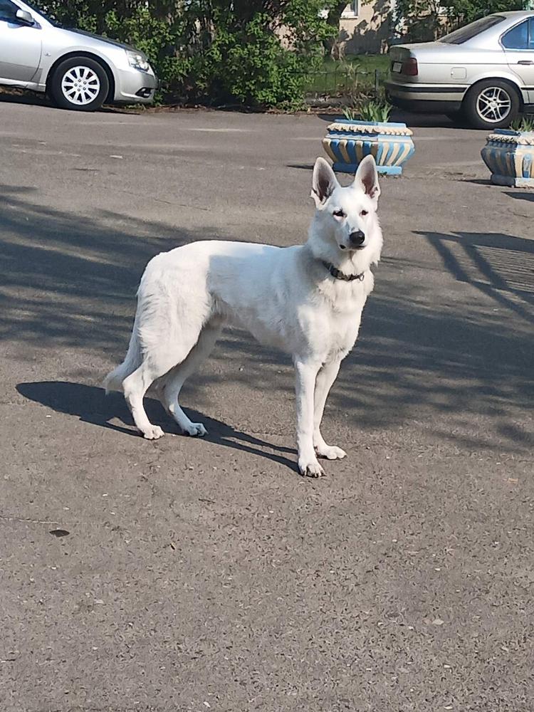 North Wind iz Yugnogo Raya from Tolmats Hause | White Swiss Shepherd Dog 