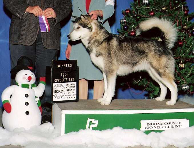 Mtn Home's Aura of Arcticdawn | Alaskan Malamute 