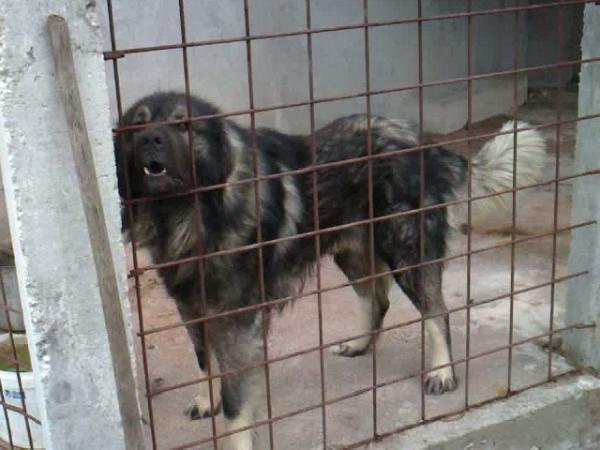 Kristof-Mrki zlogorski | Yugoslavian Shepherd Dog-Sarplaninac 