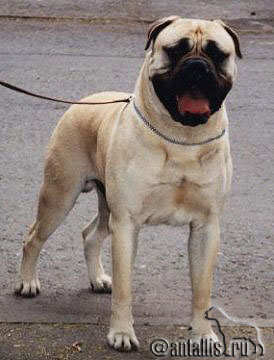 BROOKMEAD MARCUS OF GRAECIA | Bullmastiff 