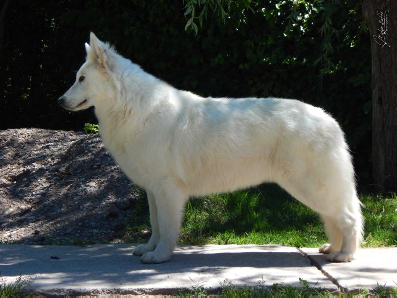 Snow Brisas de los Andes - Zeichen Von Wolf | White Swiss Shepherd Dog 