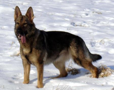 Amy von den Nornen | German Shepherd Dog 