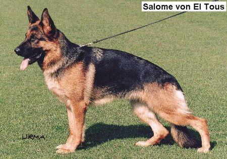 Salome von El Tous | German Shepherd Dog 