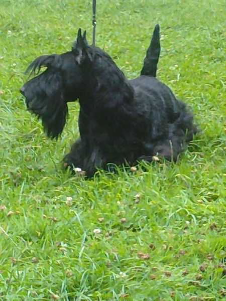 SCOTLINE Sonny Boy | Scottish Terrier 
