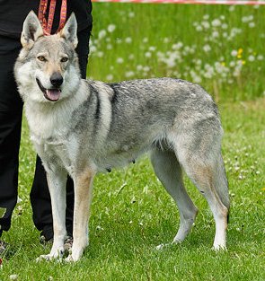 Dáša Chlumecké podzámcí | Czechoslovakian Wolfdog 