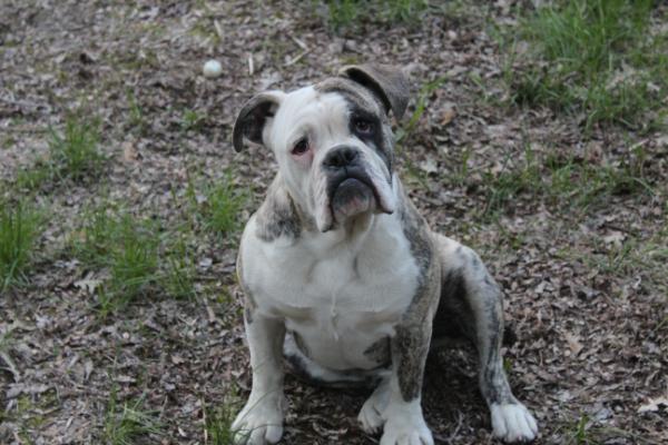 Treasure Valley's Sapphire | Olde English Bulldogge 