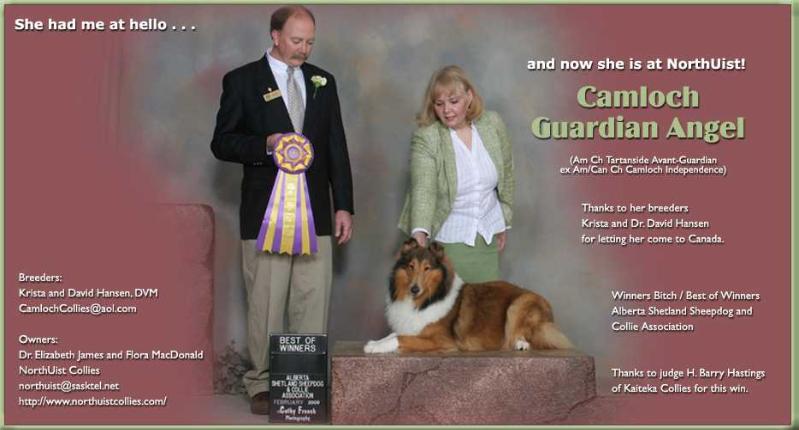 Camloch Guardian Angel | Rough Collie 