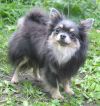 Chimane'S pahkinan eeyore | Chihuahua 