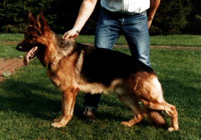 Manto vom Overledingerland | German Shepherd Dog 