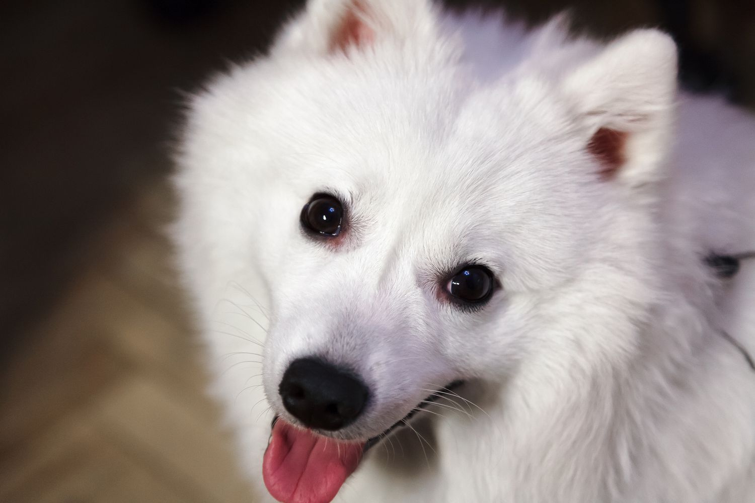 Japanese Spitz