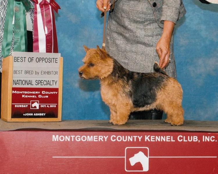 PARADYM BET ON BLACK | Norwich Terrier 