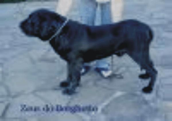 Zeus do Borghetto | Fila Brasileiro 