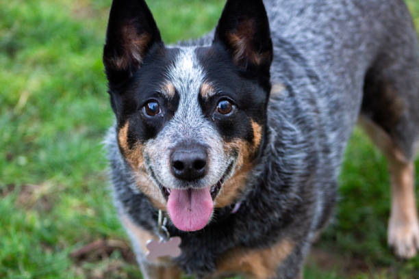 Australian Cattle Dog