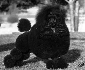 Aspen Hey Presto | Poodle 