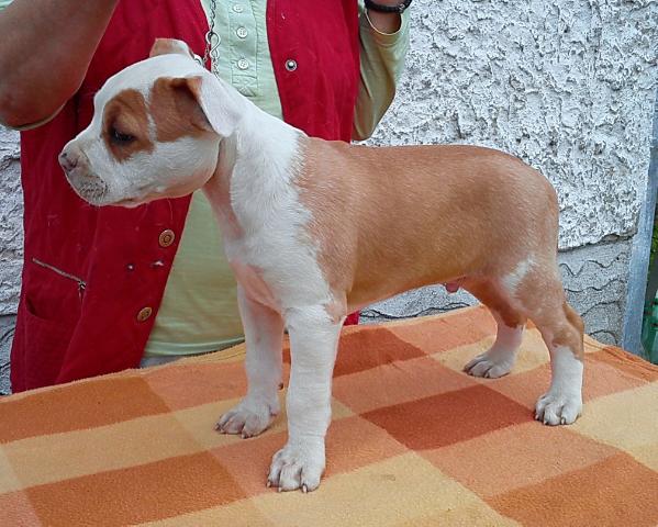 Hogar of Golden Source | American Staffordshire Terrier 
