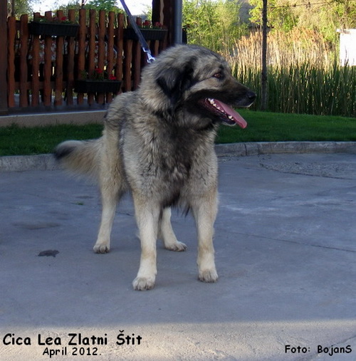 Cica Lea Zlatni Štit | Yugoslavian Shepherd Dog-Sarplaninac 