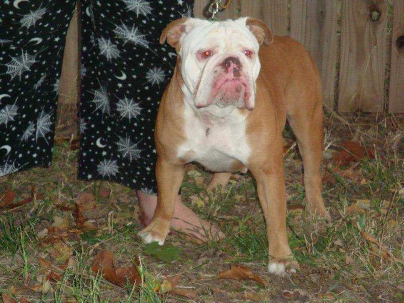 StoneHenge's Princess Jade | Olde English Bulldogge 