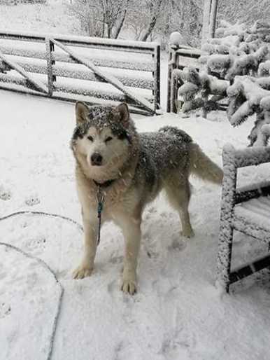 Dan Legolas Greenleaf | Alaskan Malamute 