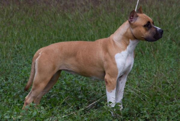 Blue Nile's Sucker Punch | American Staffordshire Terrier 
