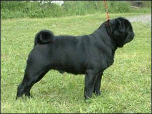 SHENSI'S BLACK DOUGLAS | Pug 