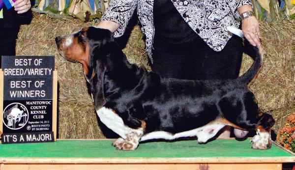 Park Melody Back to Black | Basset Hound 