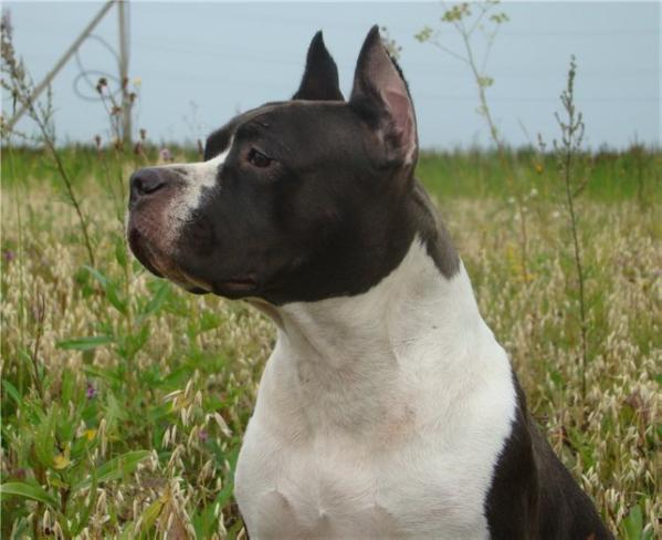Stellar Vey Vindzora | American Staffordshire Terrier 