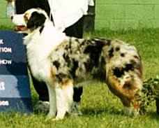 Brightwoods Society Page | Australian Shepherd 