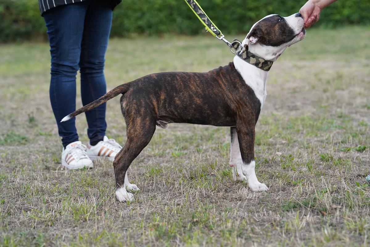Cash´s Artwork von der Eisenfaust | American Staffordshire Terrier 