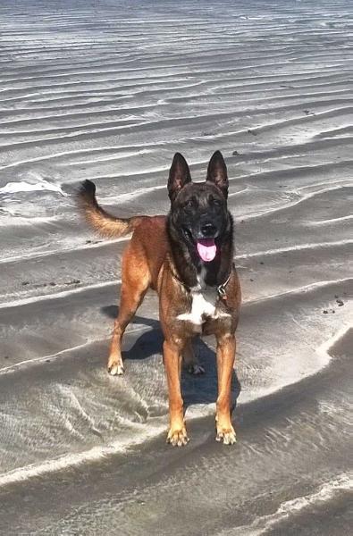 Segar de Alphaville Bohemia | Belgian Malinois 