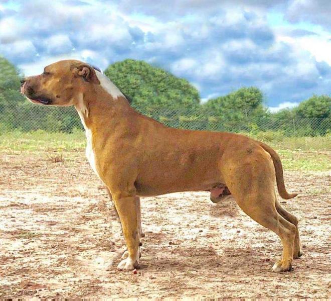 Truelovestaff Mr Casanova | American Staffordshire Terrier 