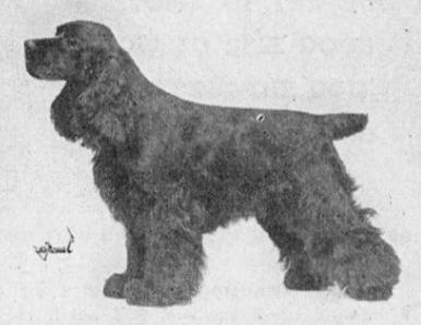 Try-Cob's Success | American Cocker Spaniel 