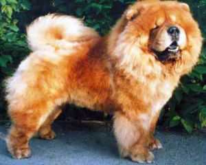BELLAMI-ELAN KRIMSON | Chow Chow 