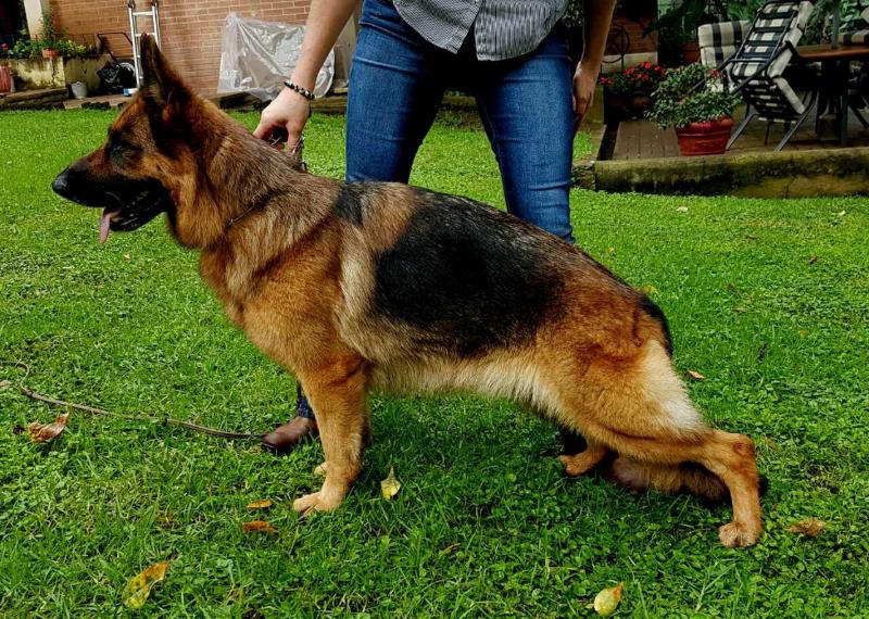 Agatha de Tierra Salavaje | German Shepherd Dog 
